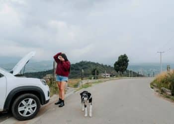 10 Things to Pack Before Taking Your Dog on a Road Trip