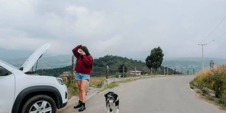 10 Things to Pack Before Taking Your Dog on a Road Trip