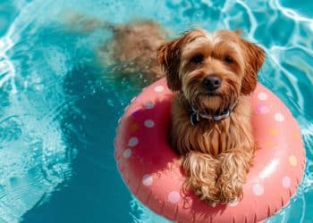 The Safest Way to Introduce Your Dog to Swimming for the First Time