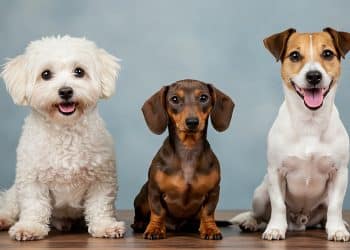 small dogs with big personalities