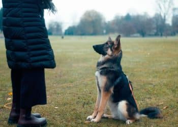Recall Training: How To Get Your Pup To Really Listen