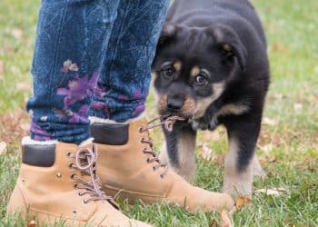 How to Stop Your Puppy from Biting Your Ankles While You Walk