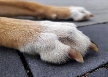 When Is Pavement Too Hot for a Dog’s Paws?