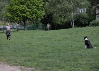 Why Your Dog Listens at Home but Ignores You Outside