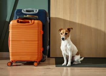 How to Check Whether An Accommodation Is Truly Dog-Friendly