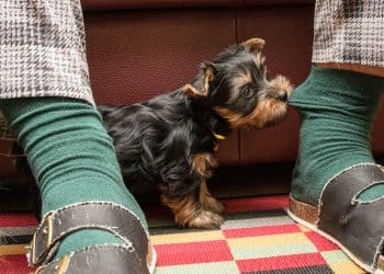 Is Your Puppy Overtired? Why Evening Biting and Zoomies Get Worse